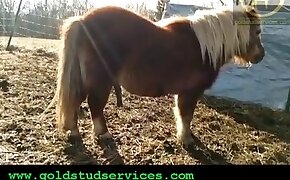 pony, fucking beastiality scenes