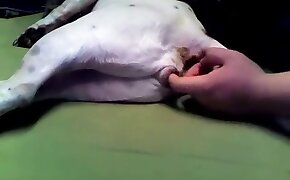 zoophilia with fisting, hardcore fuck with animal